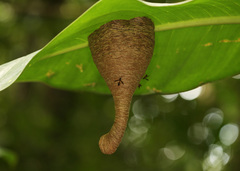 Angiopolybia