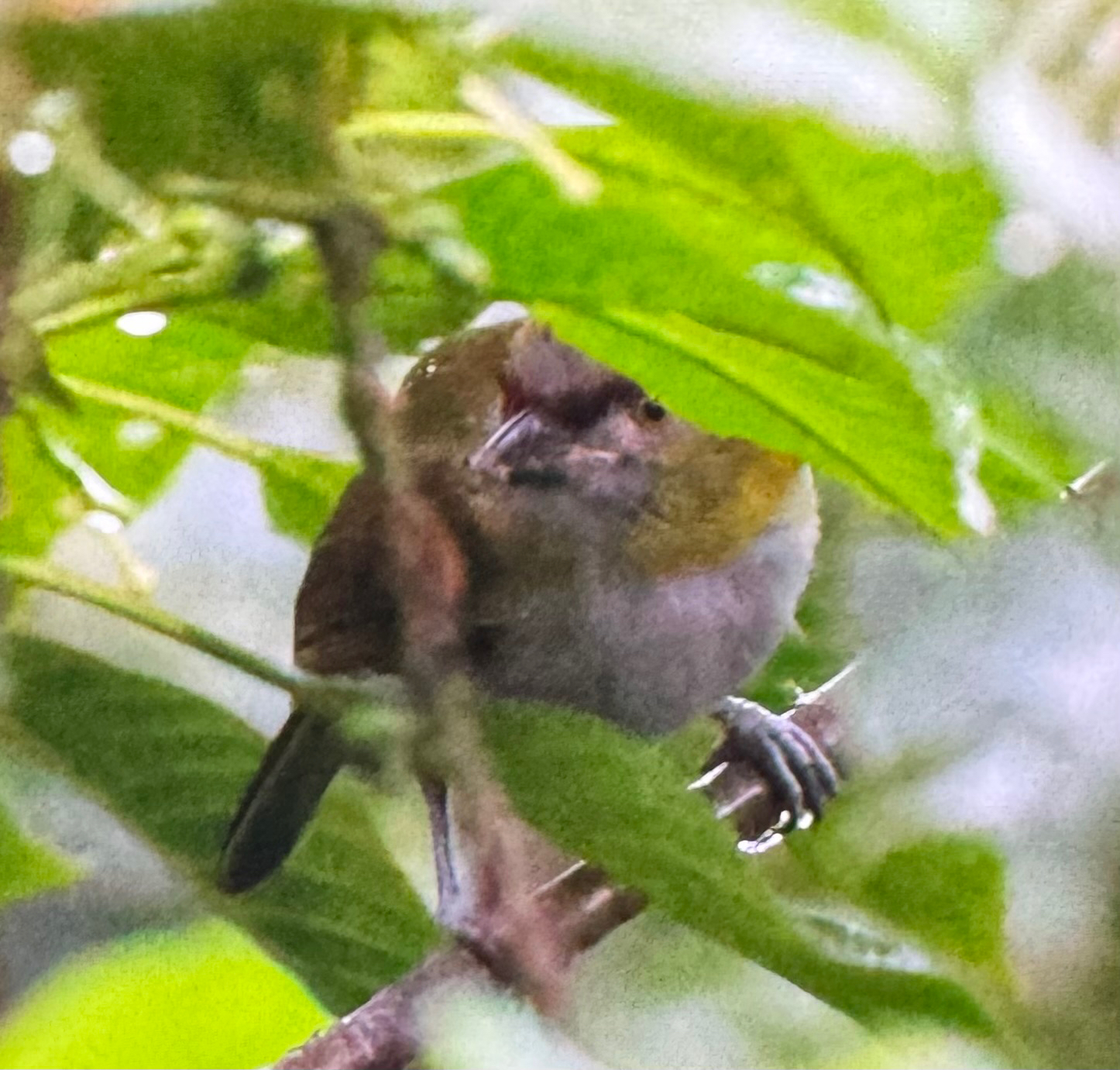 Black-billed Peppershrike (Cyclarhis nigrirostris), photo 7