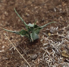 Ledebouria inquinata