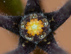 Ceropegia malwanensis