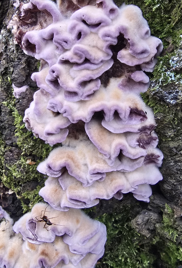 Chondrostereum purpureum · November 2025 · photo: © paulanimigean (iNaturalist, cc-by)