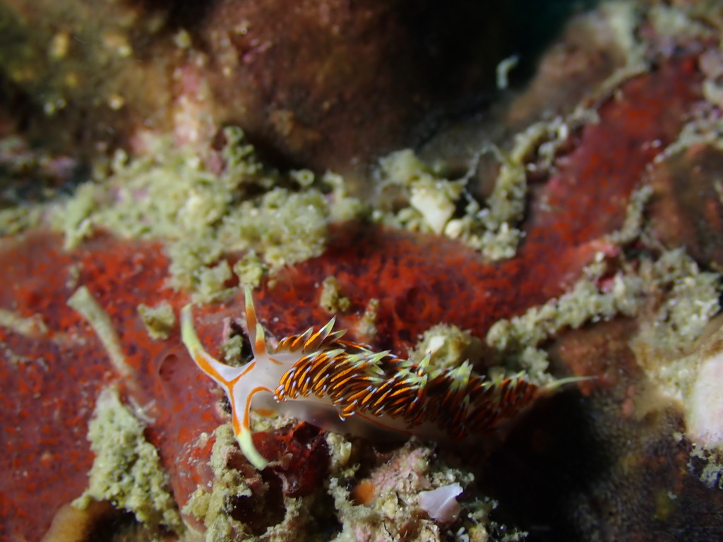 Military Tentacle Aeolid