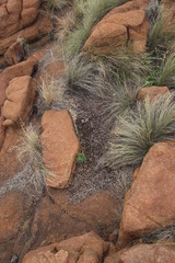 Pronolagus randensis