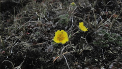 Potentilla nivea