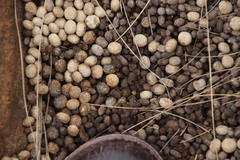 Pronolagus randensis