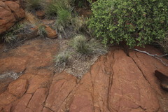 Pronolagus randensis