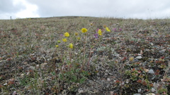 Potentilla nivea