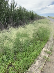 Eragrostis chloromelas
