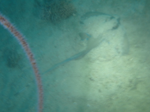 Blue-spotted Stingray