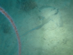Blue-spotted Stingray