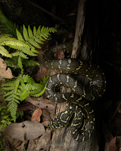 Diamond Python sighting