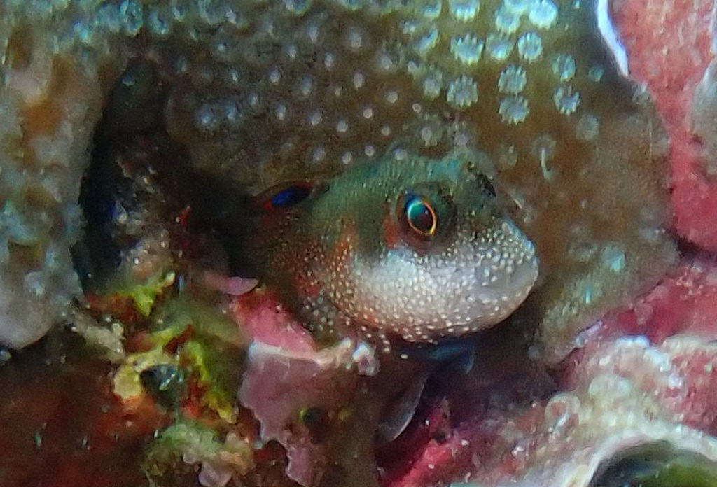 Banded Blenny (Mimoblennius atrocinctus)