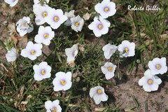 Nierembergia linariifolia