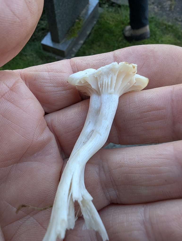 Cuphophyllus virgineus · November 2025 · photo: © ohwhen (iNaturalist, cc-by)