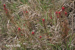 Castilleja arvensis pastorei
