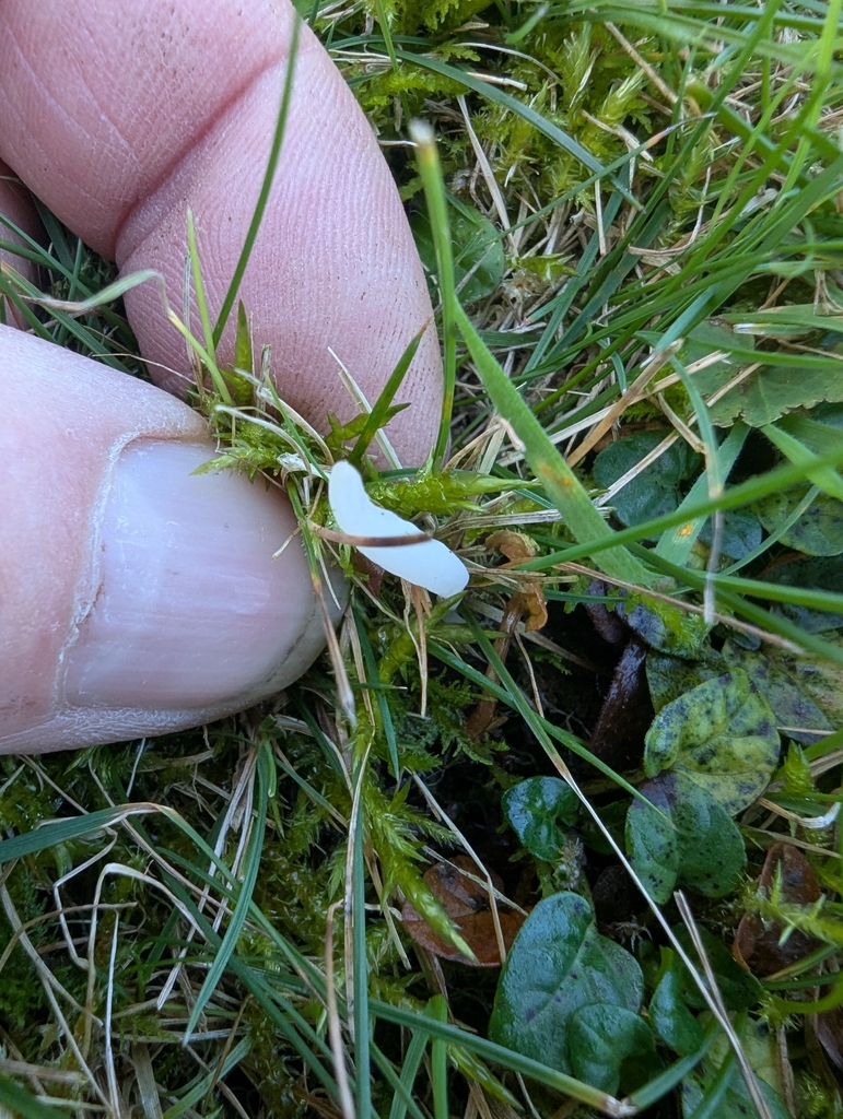 Clavaria acuta · November 2025 · photo: © ohwhen (iNaturalist, cc-by)