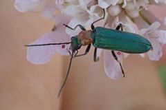 Anogcodes seladonius