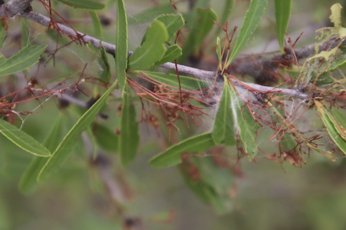 Image of Bell Spikethorn (Gymnosporia tenuispina) by (c) Tony Rebelo, some rights reserved (CC BY-SA)