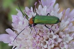 Anogcodes seladonius