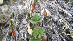 Potentilla nivea