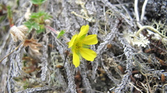 Potentilla nivea