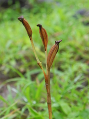 Habenaria grandifloriformis