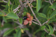 Ochna pretoriensis