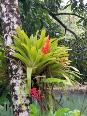 Guzmania berteroniana