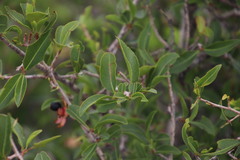 Ochna pretoriensis
