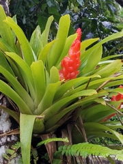Guzmania berteroniana
