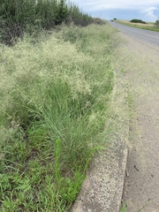 Eragrostis chloromelas