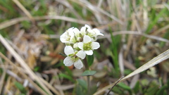 Eutrema edwardsii