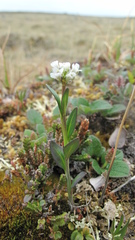 Eutrema edwardsii