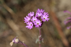 Abronia pogonantha