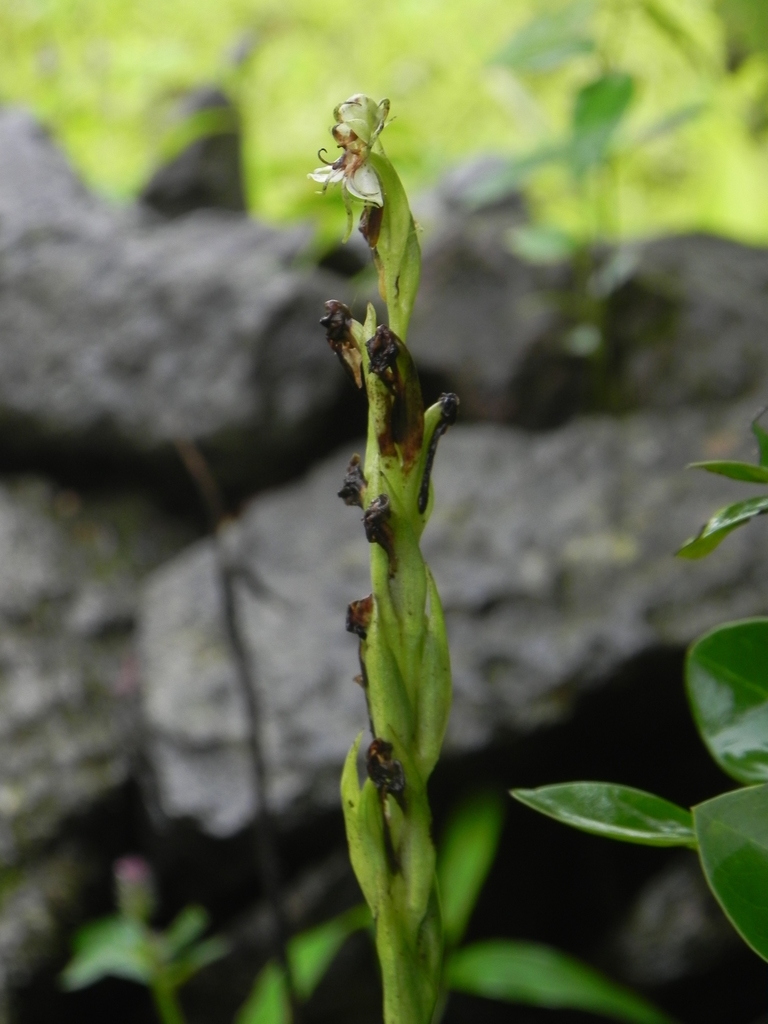Habenaria foliosa