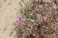 Abronia pogonantha