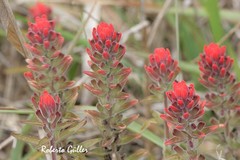 Castilleja arvensis pastorei