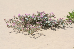 Abronia pogonantha