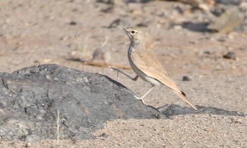 Greater Hoopoe-Lark (Alaemon alaudipes), photo 5