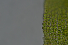 Syntrichia latifolia