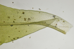 Syntrichia latifolia