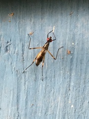 Rainieria
