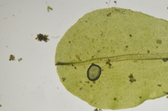 Syntrichia latifolia