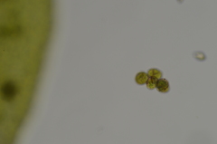 Syntrichia latifolia