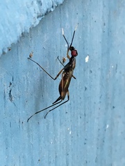 Rainieria
