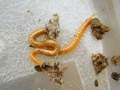 Geophilus regnans
