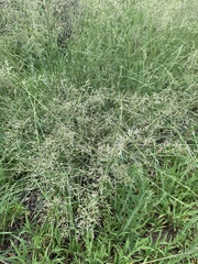 Eragrostis chloromelas