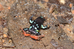 Mantella