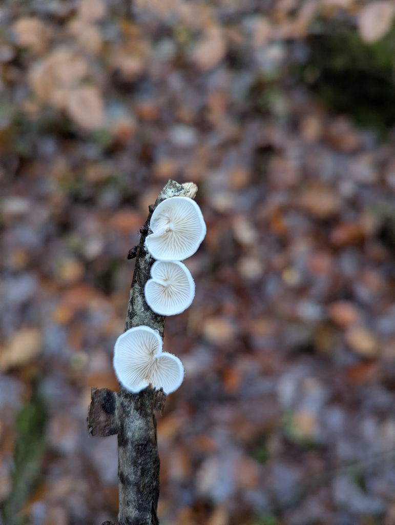 Crepidotus · November 2025 · photo: © sarahcrowdersplants (iNaturalist, cc0)