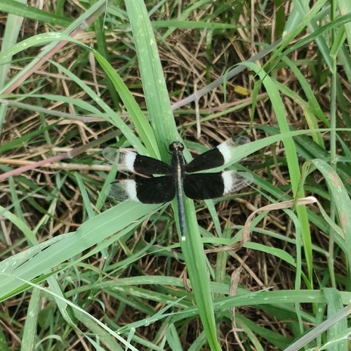 Pied Paddy Skimmer